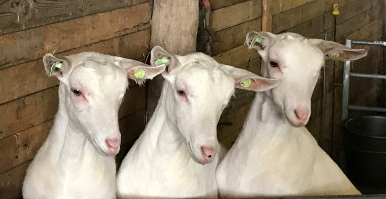 Dochters-van-Aldgilles-Passion4Goats-1-768x396