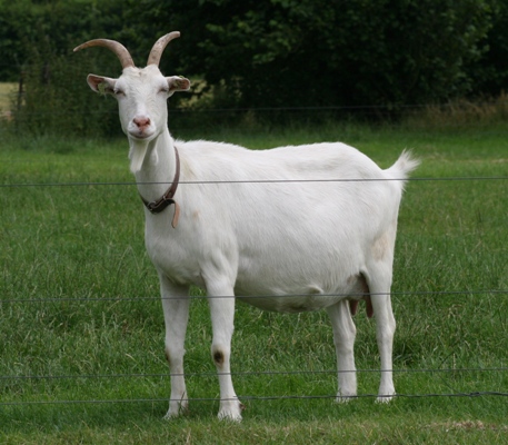 Wilhelmientje-64-533-x-400